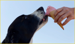 chien qui lèche une glace
